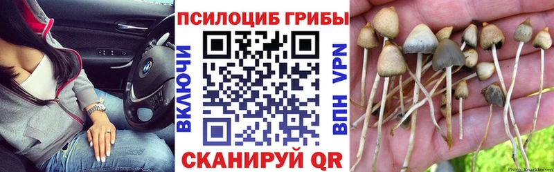 сайты даркнета клад  Камызяк  Галлюциногенные грибы Psilocybine cubensis  где найти наркотики 
